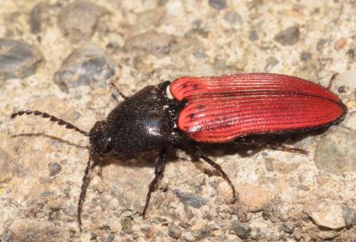 Réf. 276 656 : Ampedus sp.
